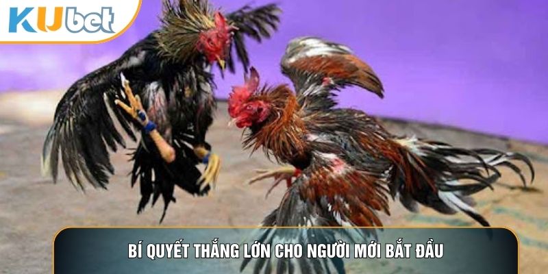 Đá Gà KUBET88 - Nơi Hội Tụ Những Trận Gà Đỉnh Cao Thế Giới