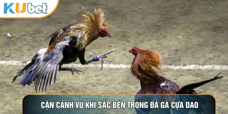 Đá Gà Cựa Dao - Đấu Trường Cạnh Tranh Nghẹt Thở 2026