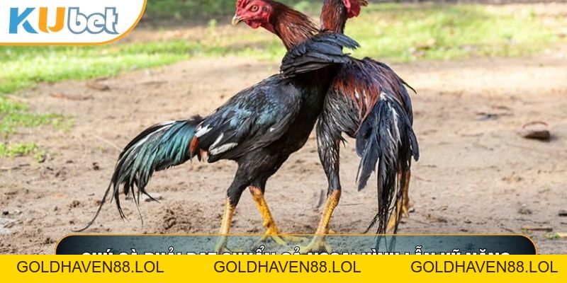 Đá Gà C1 - Đấu Trường Đẳng Cấp Thượng Lưu Tại KUBET88