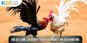 Đá Gà KUBET88 - Nơi Hội Tụ Những Trận Gà Đỉnh Cao Thế Giới