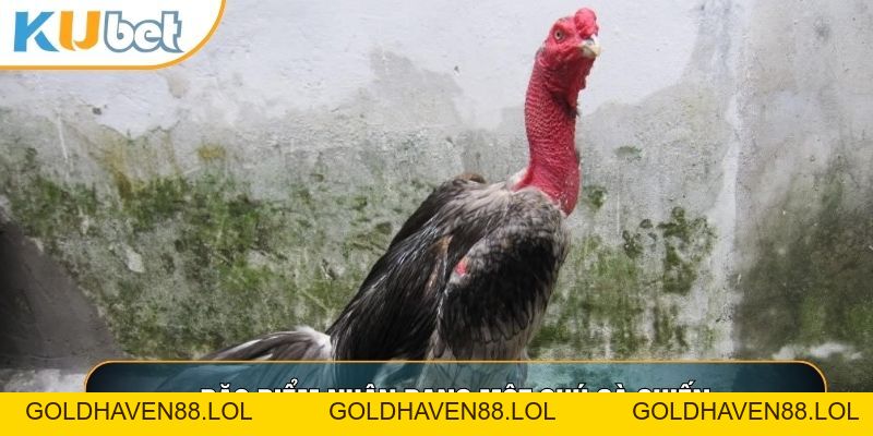 Đá Gà Cam - Bí Quyết Soi Kèo Thắng Lớn Tại KUBET88