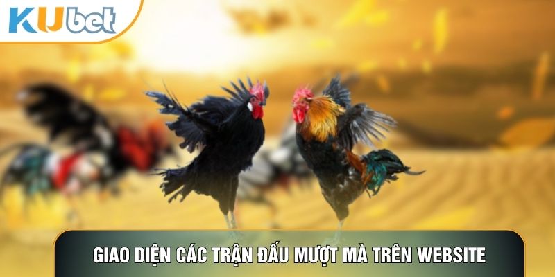 Đá Gà Cựa Dao - Đấu Trường Cạnh Tranh Nghẹt Thở 2026