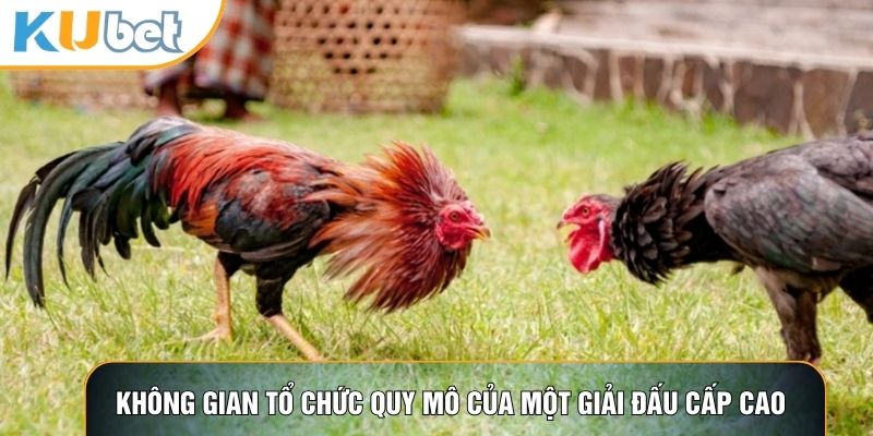 Đá Gà C1 - Đấu Trường Đẳng Cấp Thượng Lưu Tại KUBET88