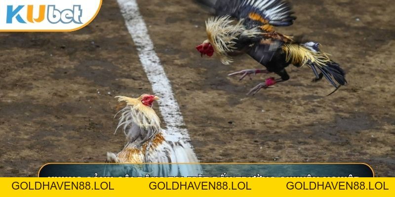Đá Gà Cam - Bí Quyết Soi Kèo Thắng Lớn Tại KUBET88