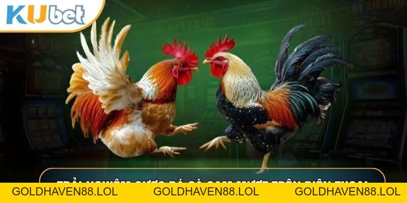 Đá Gà Cam - Bí Quyết Soi Kèo Thắng Lớn Tại KUBET88